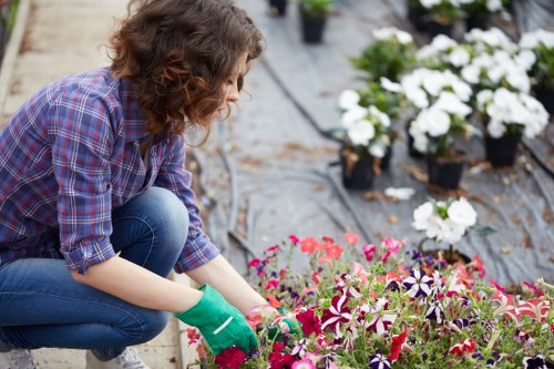 Healthy green lawn care in South Norwood with neat edging