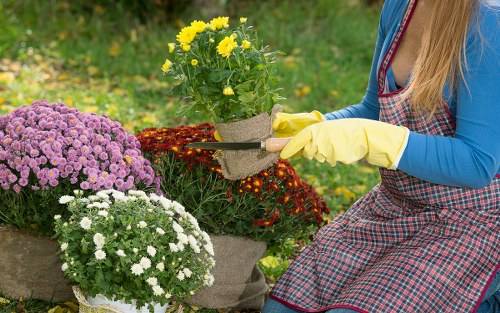 Professional South Norwood gardening service in a home garden