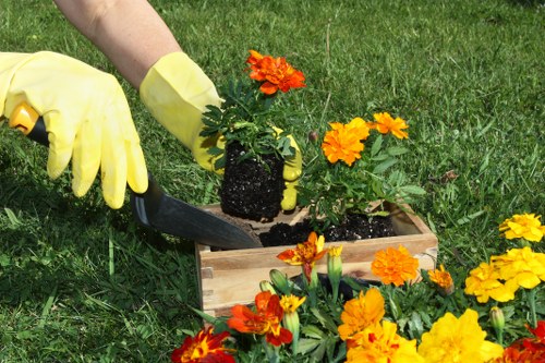 Seasonal garden care and hedge trimming in South Norwood