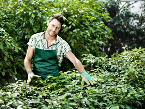 Professional tree removal equipment in South Norwood