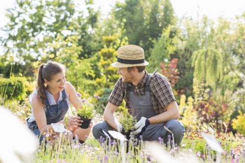 Professional garden maintenance and hedge trimming in South Norwood