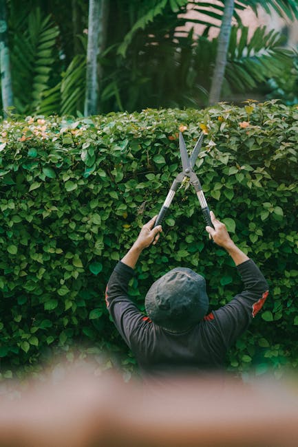 A person wearing a dark long-sleeved shirt and a grey cap is shown from behind, trimming a dense, neatly-maintained hedge with a pair of garden scissors. The hedge consists of small, glossy green leav