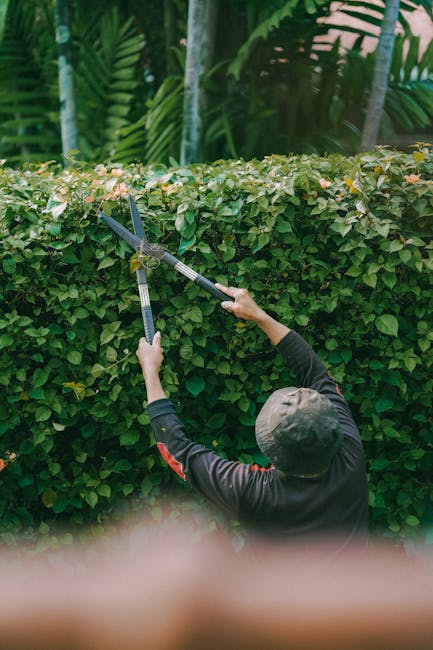 A person wearing a dark long-sleeved shirt and a grey cap is shown from behind, trimming a dense, neatly-maintained hedge with a pair of garden scissors. The hedge consists of small, glossy green leav